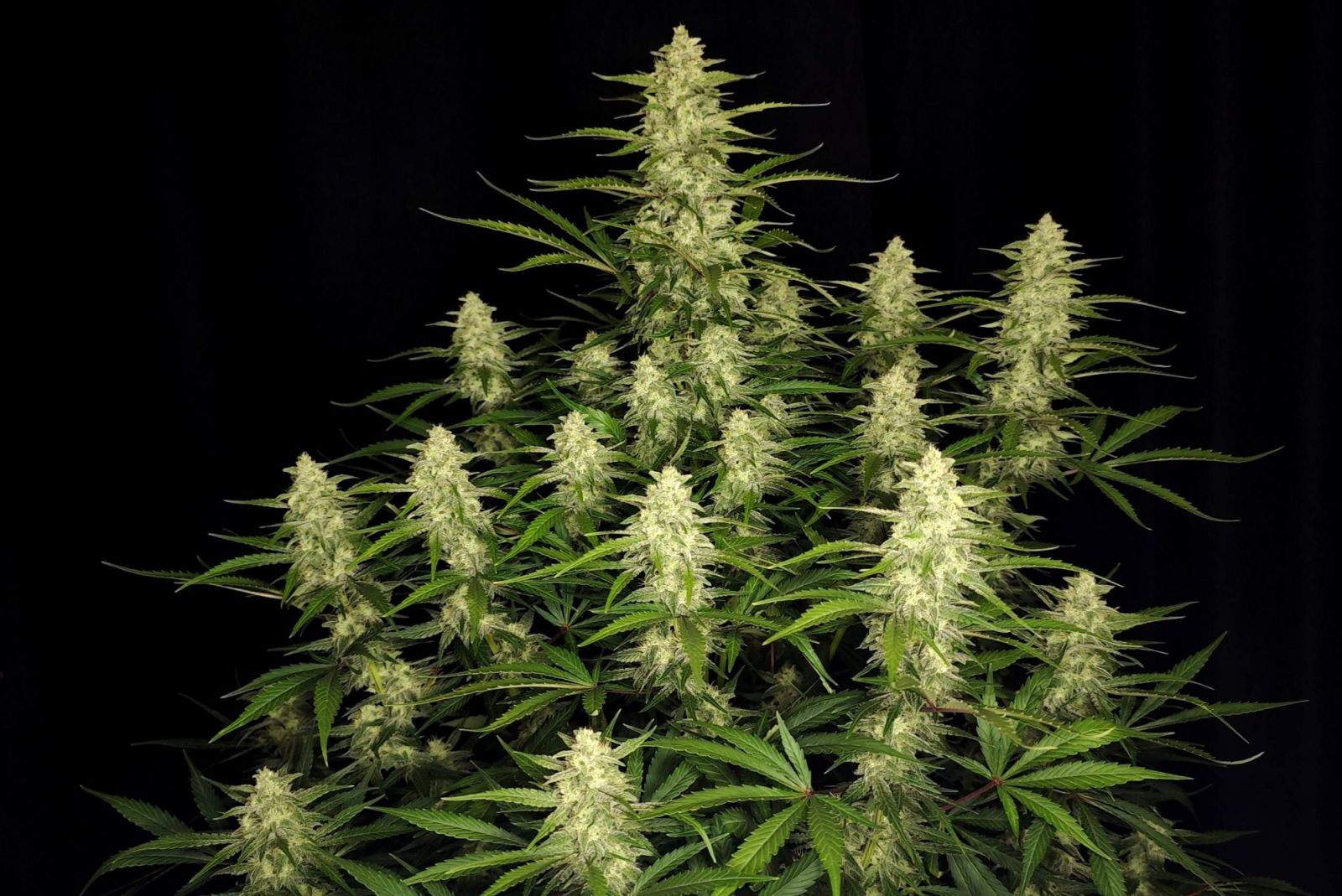 Fast Buds -Papaya Cookies Auto Seeds