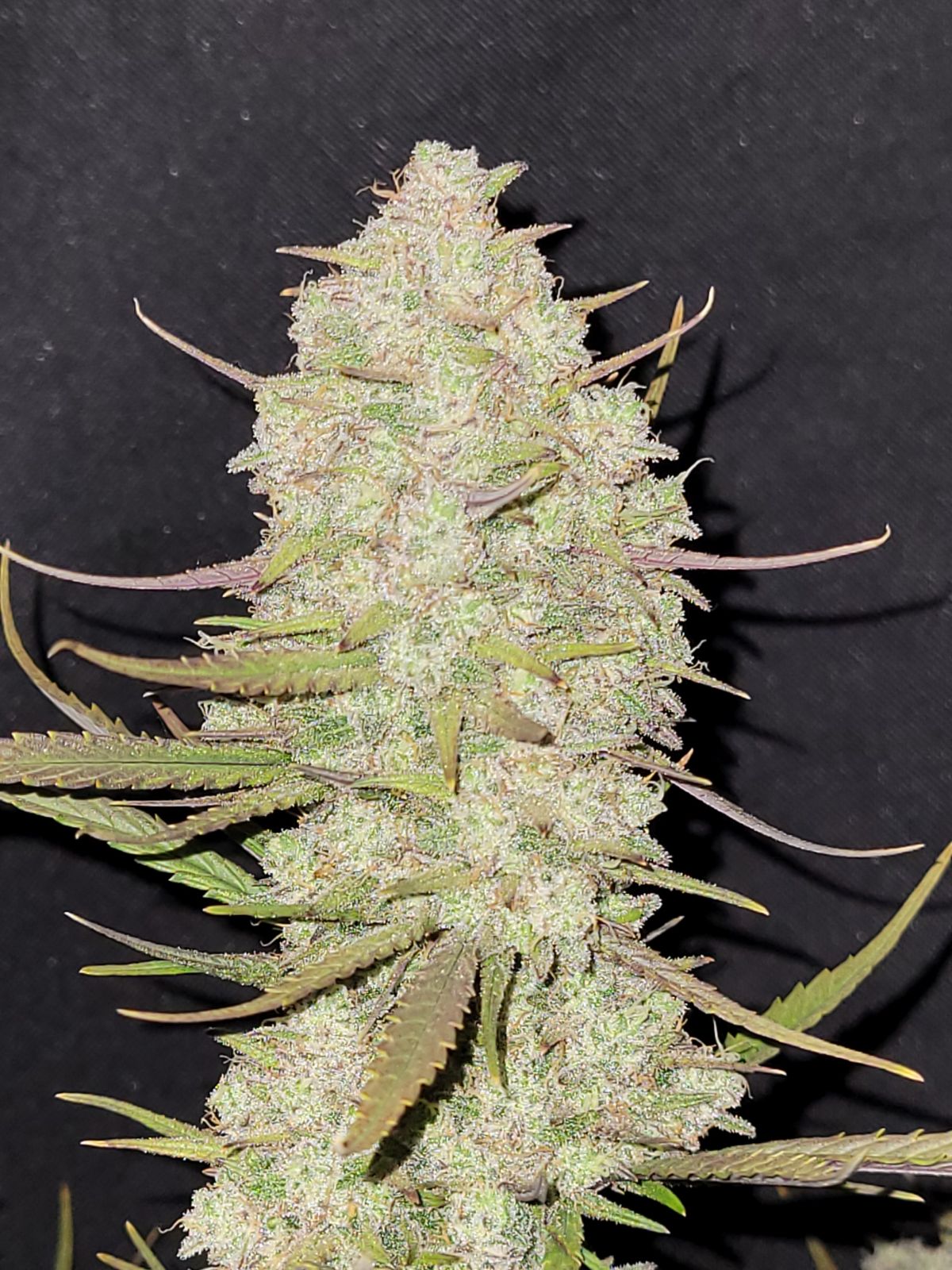 Fast Buds -Tropicana Cookies Auto Seeds