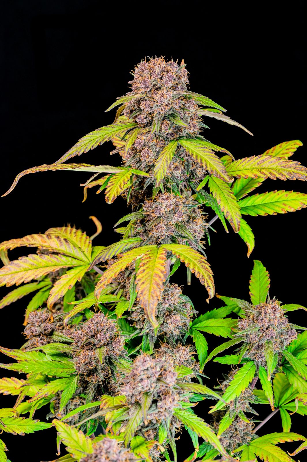 Fast Buds -Lemon Cherry Cookies Auto Seeds