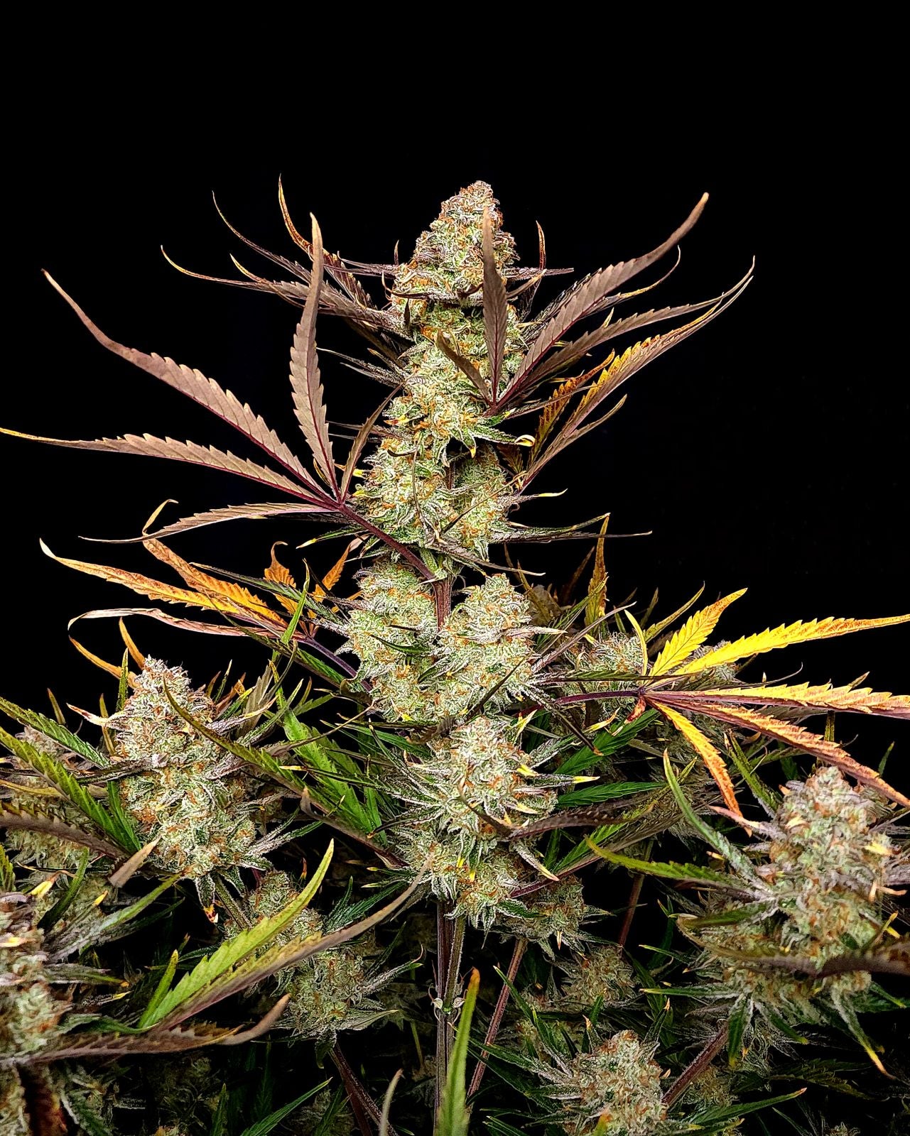 Fast Buds -Apple Strudel Auto Seeds