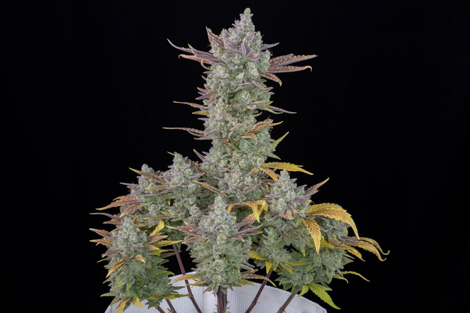 Fast Buds -Gorilla Z Auto Seeds