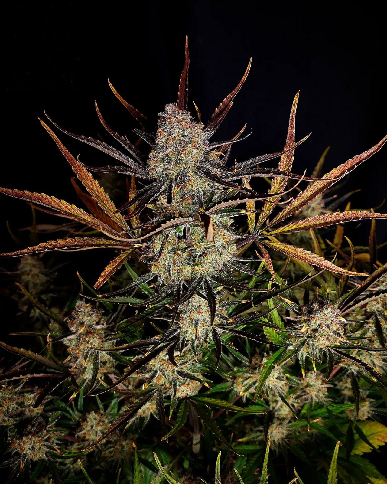 Fast Buds -Apple Strudel Auto Seeds