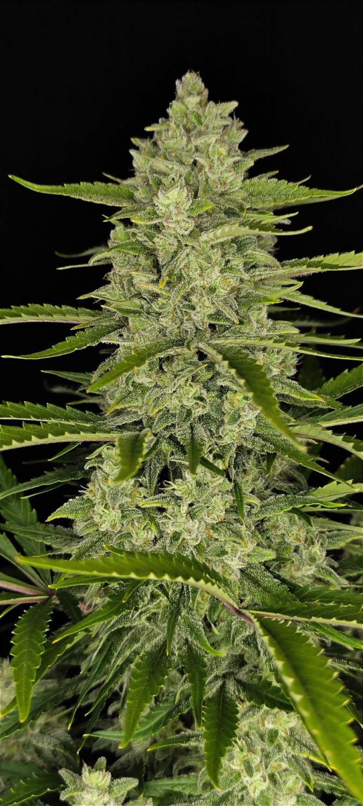 Fast Buds -Papaya Cookies Auto Seeds