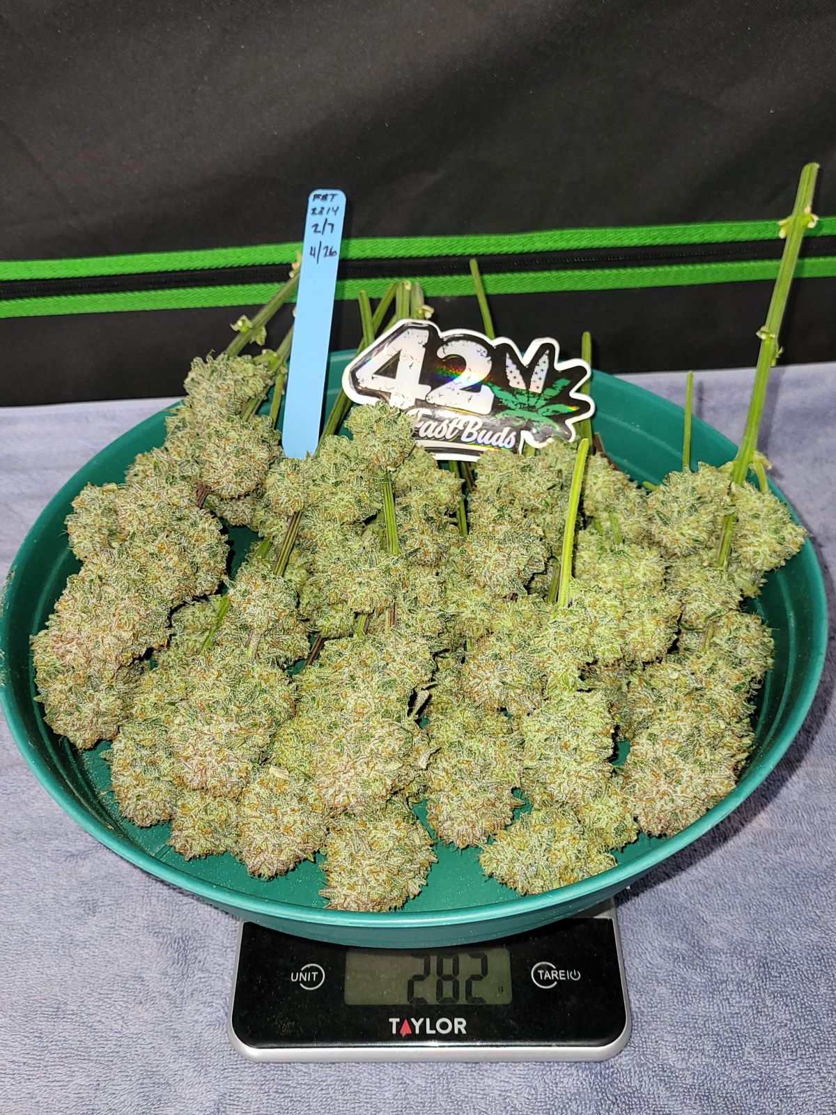 Fast Buds -Apricot Auto Seeds