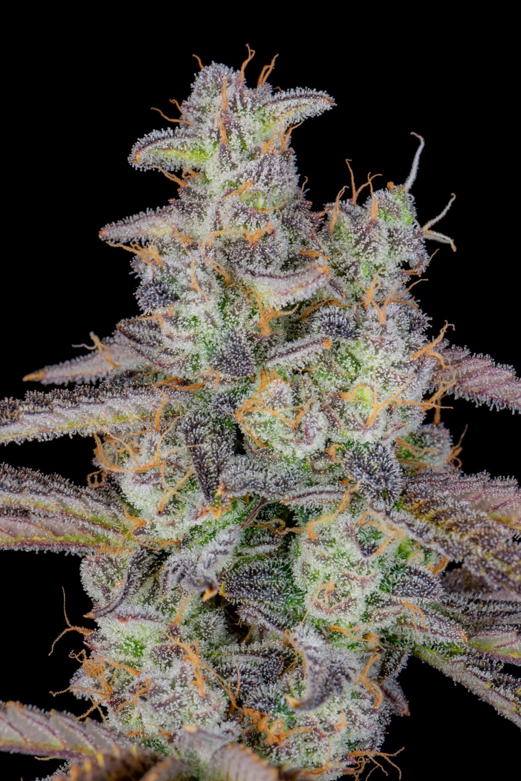 Fast Buds -Banana Purple Punch Auto Seeds