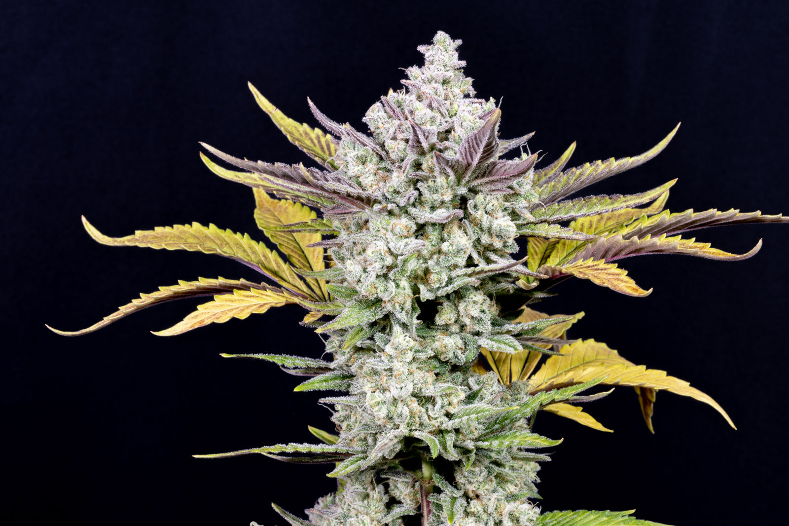 Fast Buds - Gorilla Cookies Auto Seeds