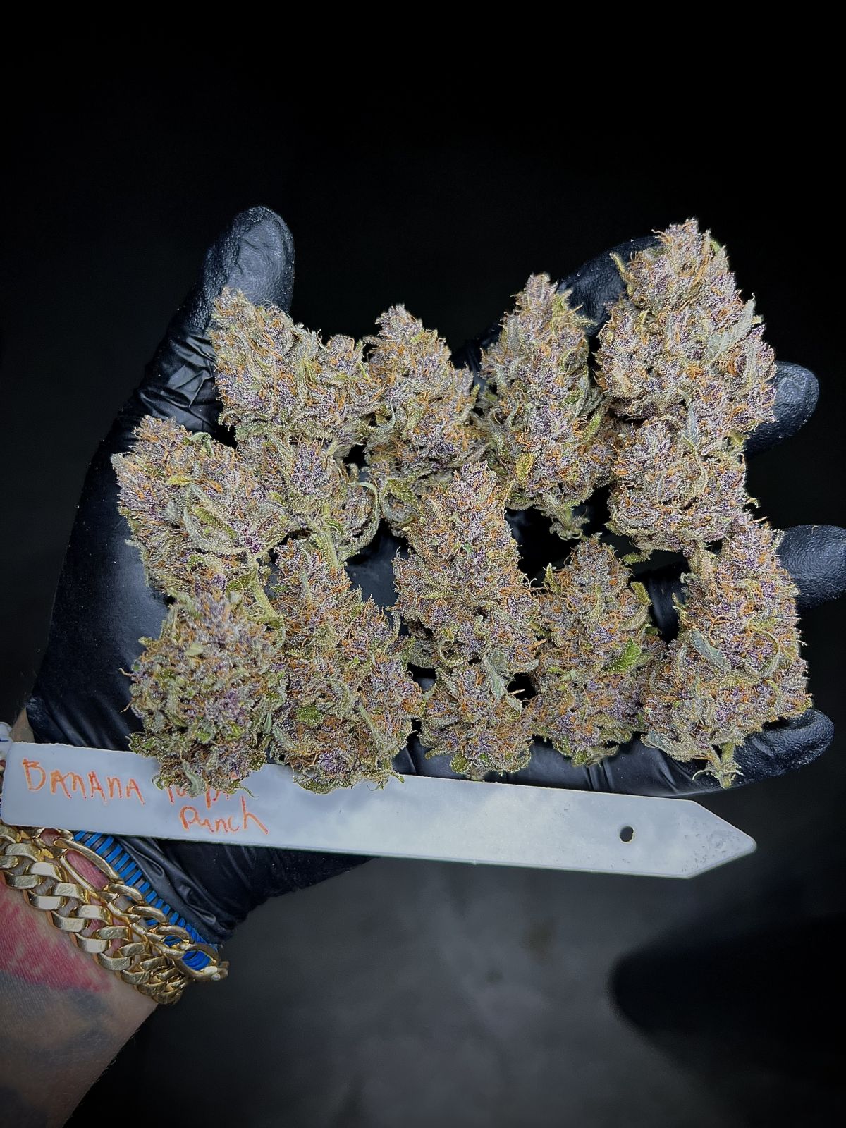 Fast Buds -Banana Purple Punch Auto Seeds