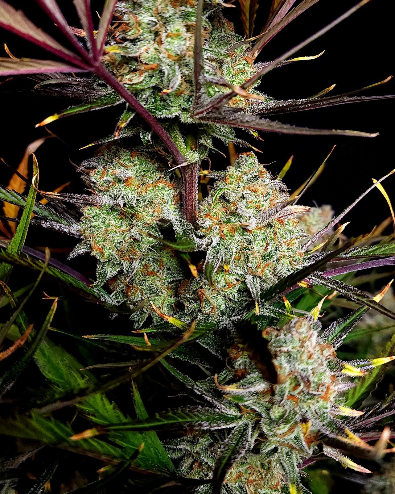Fast Buds -Apple Strudel Auto Seeds