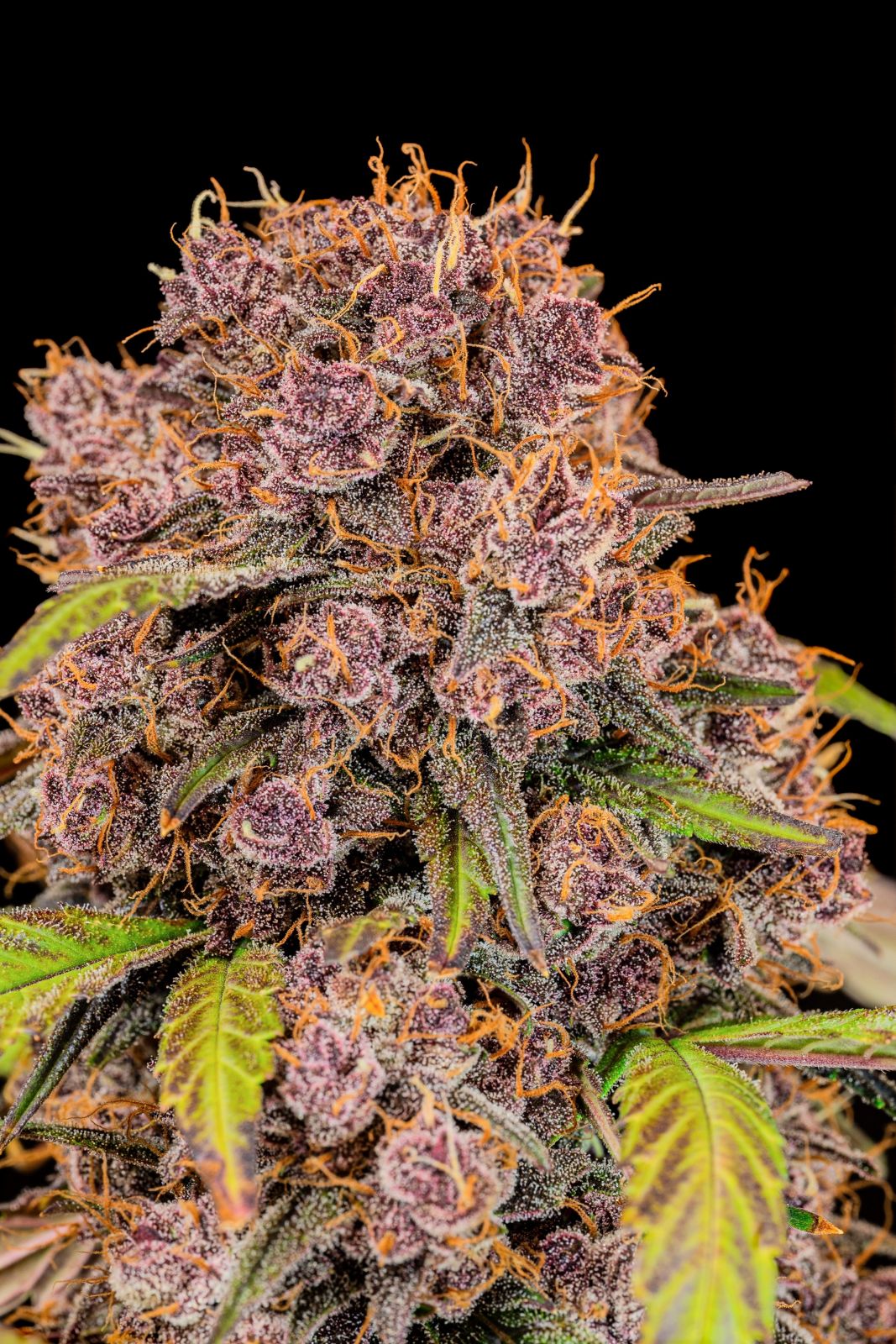 Fast Buds -Lemon Cherry Cookies Auto Seeds