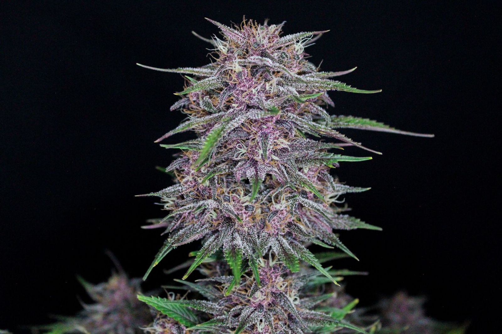 Fast Buds -Banana Purple Punch Auto Seeds