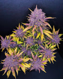 Fast Buds -Purple Lemonade Auto Seeds