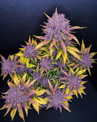 Fast Buds -Purple Lemonade Auto Seeds