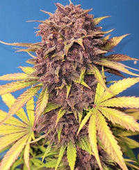 Fast Buds -Purple Lemonade Auto Seeds