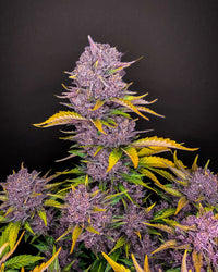 Fast Buds -Purple Lemonade Auto Seeds