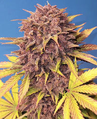 Fast Buds -Purple Lemonade Auto Seeds