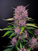 Fast Buds -Purple Lemonade Auto Seeds