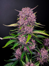 Fast Buds -Purple Lemonade Auto Seeds