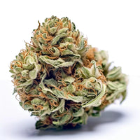 Skywalker Kush - Feminisierte Cali Samen