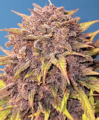 Fast Buds -Purple Lemonade Auto Seeds