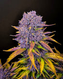 Fast Buds -Purple Lemonade Auto Seeds